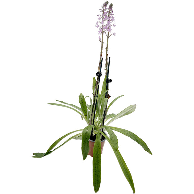 Stenoglottis longifolia - Orchidee