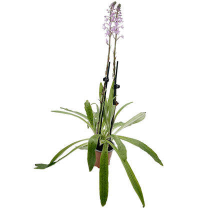 Stenoglottis longifolia - Orchidee