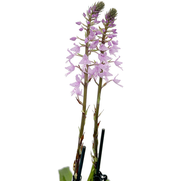 Stenoglottis longifolia - Orchidee