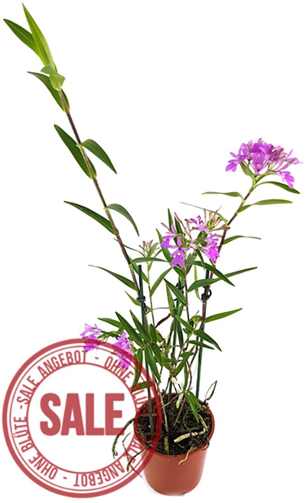 Oerstedella centradenia - Miniaturorchidee - SALE ohne Blüte