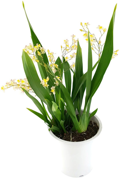 Oncidium &quot;Tiny Twinkle&quot; - elegante Duftorchidee - SALE ohne Blüte