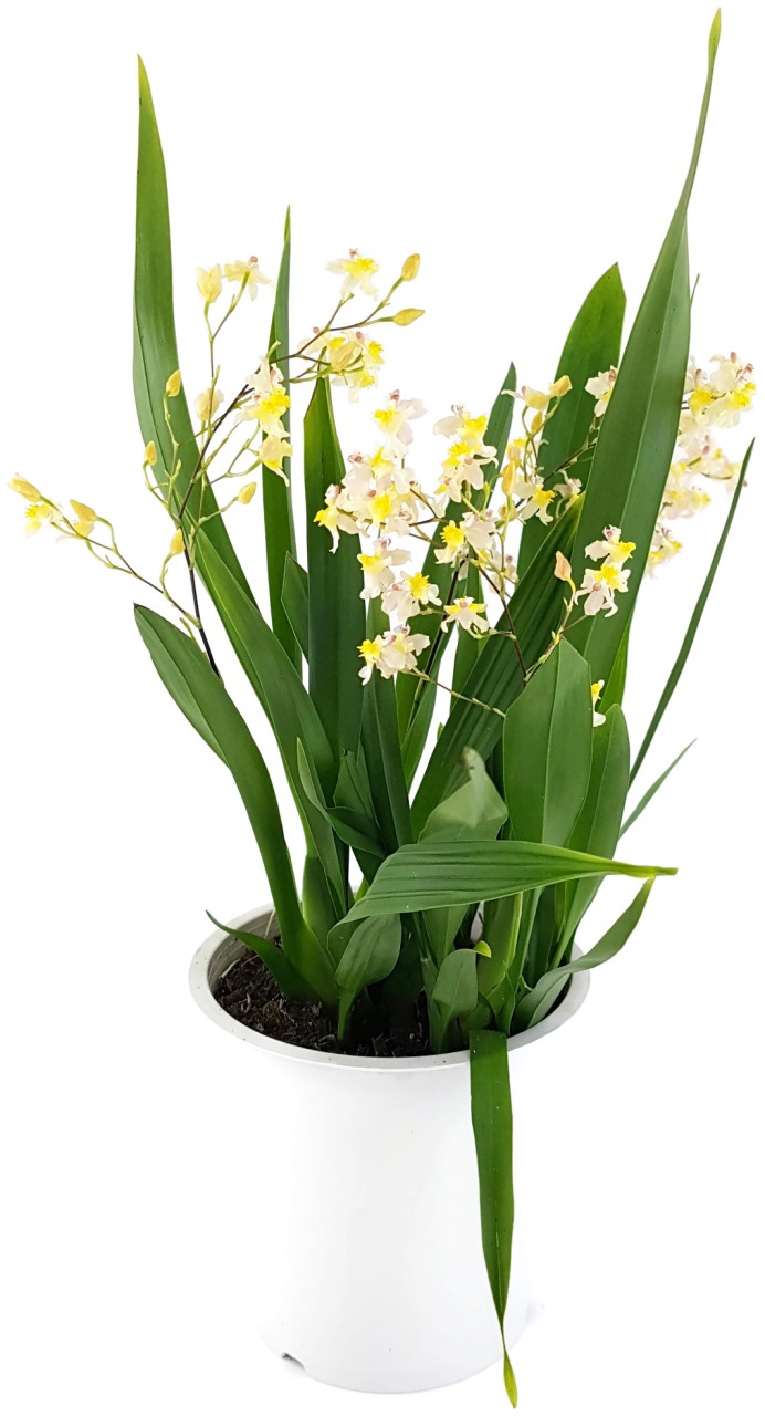 Oncidium &quot;Tiny Twinkle&quot; - elegante Duftorchidee