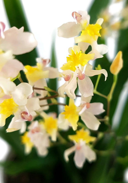 Oncidium &quot;Tiny Twinkle&quot; - elegante Duftorchidee