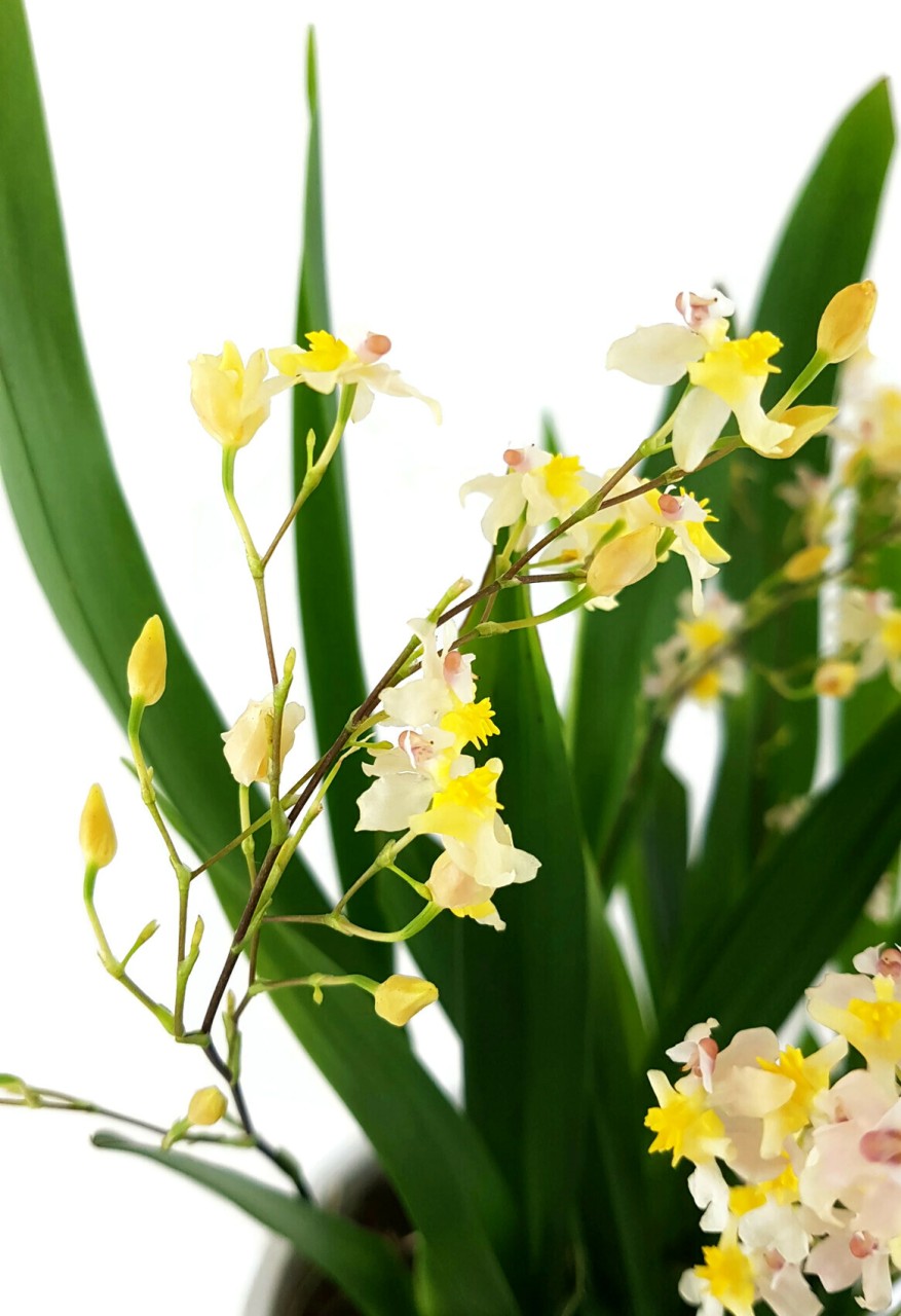 Oncidium &quot;Tiny Twinkle&quot; - elegante Duftorchidee