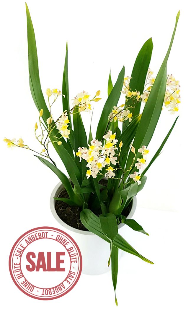 Oncidium &quot;Tiny Twinkle&quot; - elegante Duftorchidee - SALE ohne Blüte