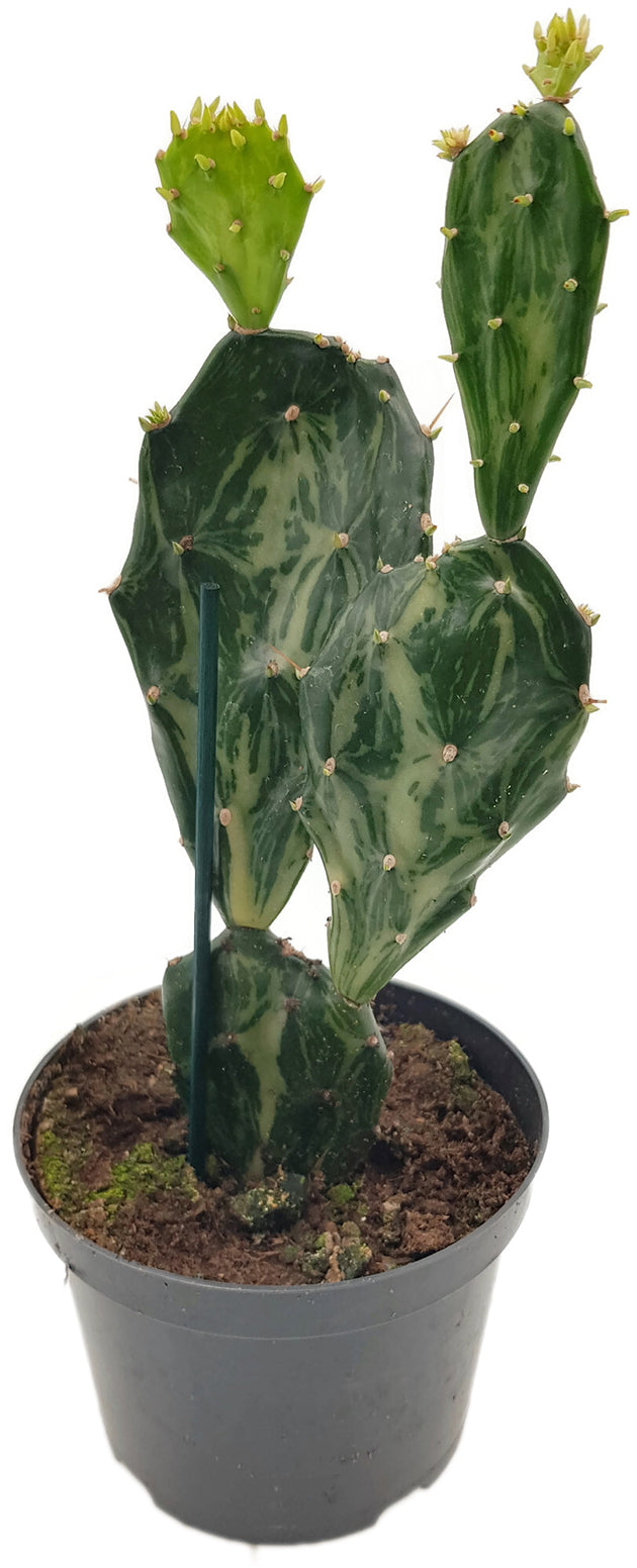 Opuntia Jamaicensis &quot;Ghost&quot; - panaschierter Gliederkaktus