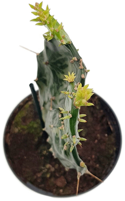 Opuntia Jamaicensis &quot;Ghost&quot; - panaschierter Gliederkaktus