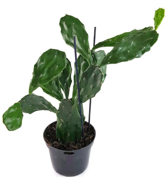 Opuntia Jamaicensis - Gliederkaktus  Fangblatt GmbH