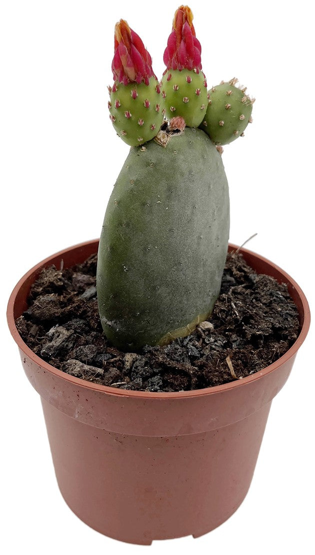 Opuntia inamoena - Feigenkaktus