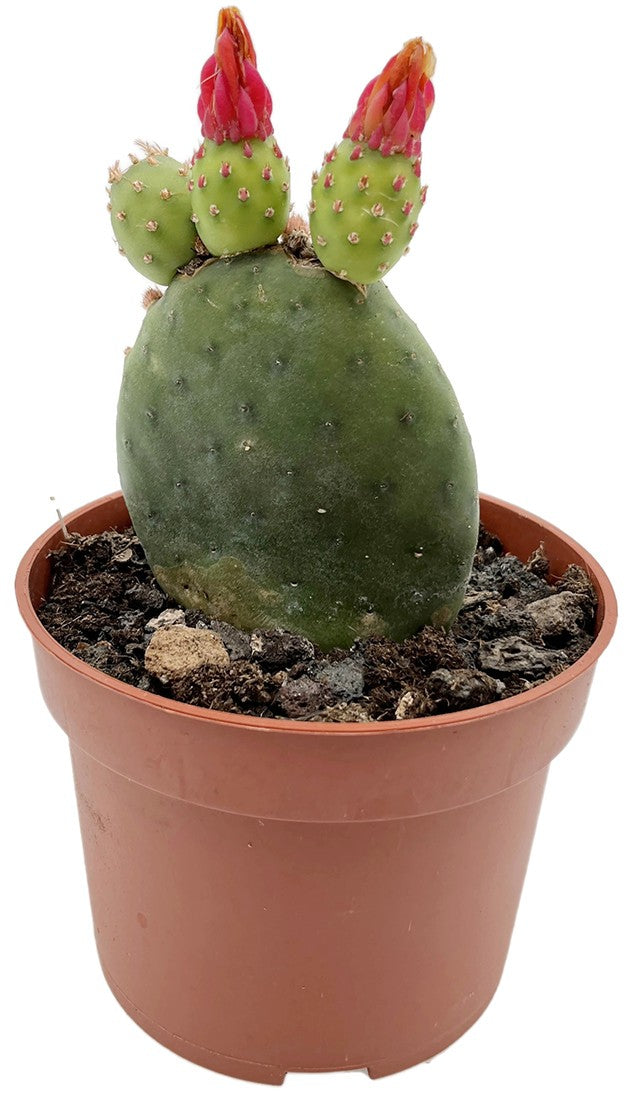 Opuntia inamoena - Feigenkaktus