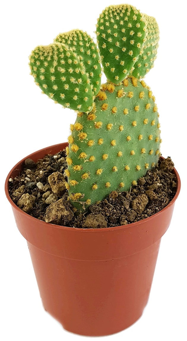 Opuntia microdasys - Gliederkaktus