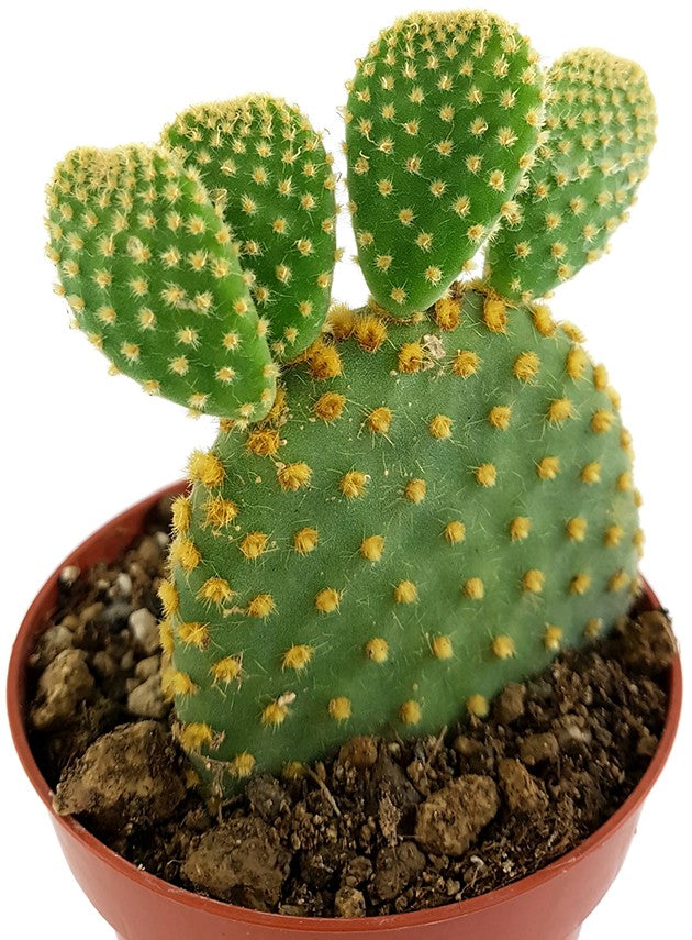 Opuntia microdasys - Gliederkaktus