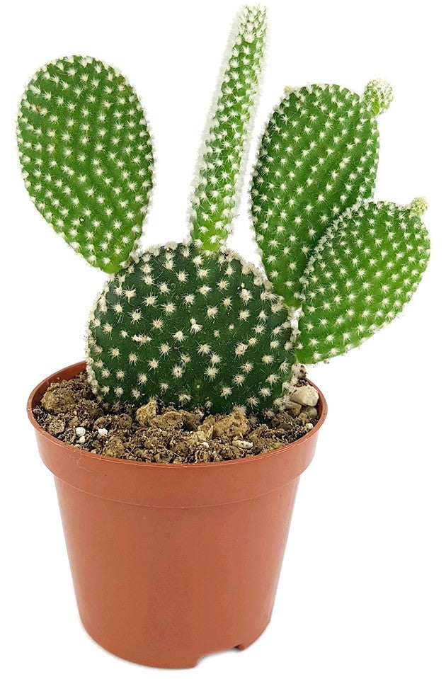 Opuntia microdasys albata - Gliederkaktus