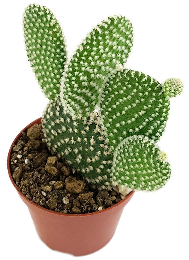 Opuntia microdasys albata - Gliederkaktus