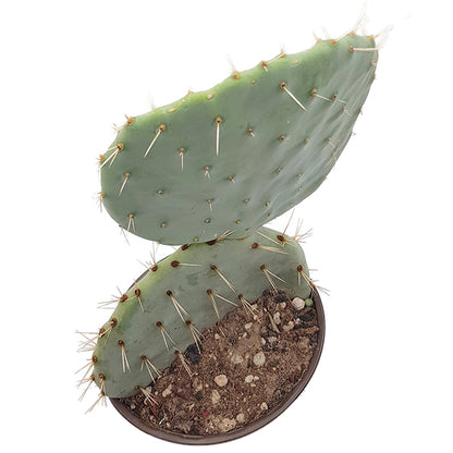 Opuntia robusta – Showpiece in außergewöhnlicher Größe