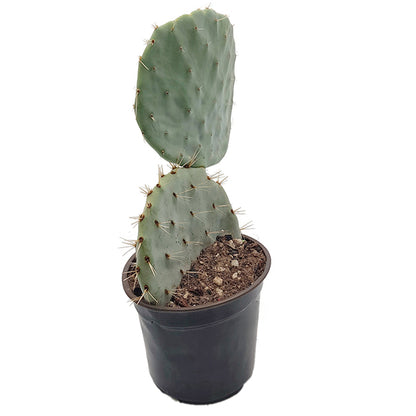 Opuntia robusta – Showpiece in außergewöhnlicher Größe