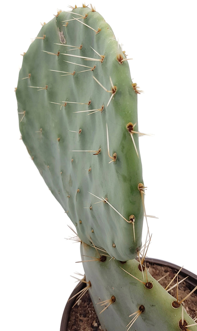 Opuntia robusta – Showpiece in außergewöhnlicher Größe