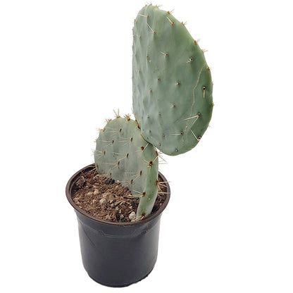 Opuntia robusta – Showpiece in außergewöhnlicher Größe