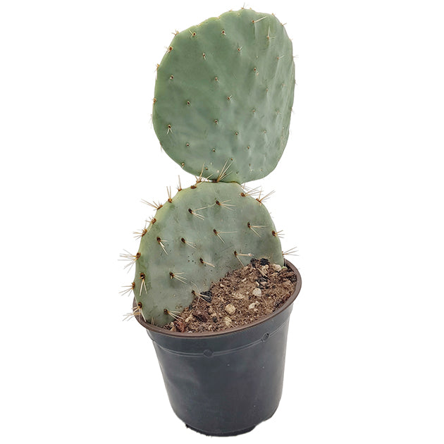 Opuntia robusta – Showpiece in außergewöhnlicher Größe