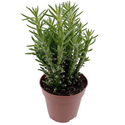Opuntia subulata - exotischer Kaktus