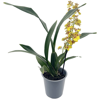 Oncidium &