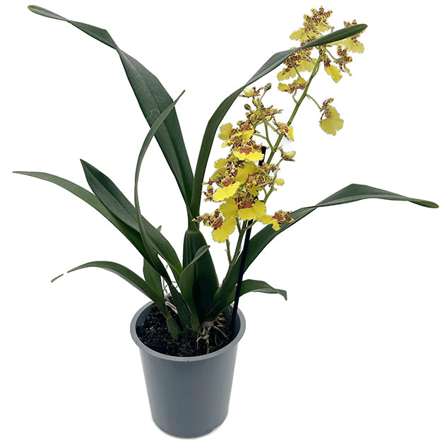 Oncidium &