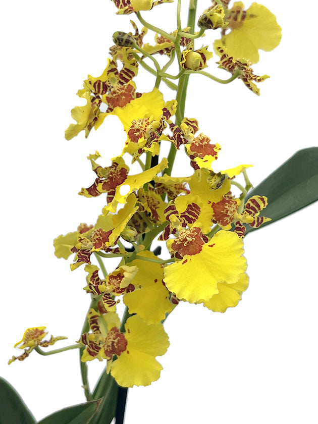 Oncidium &