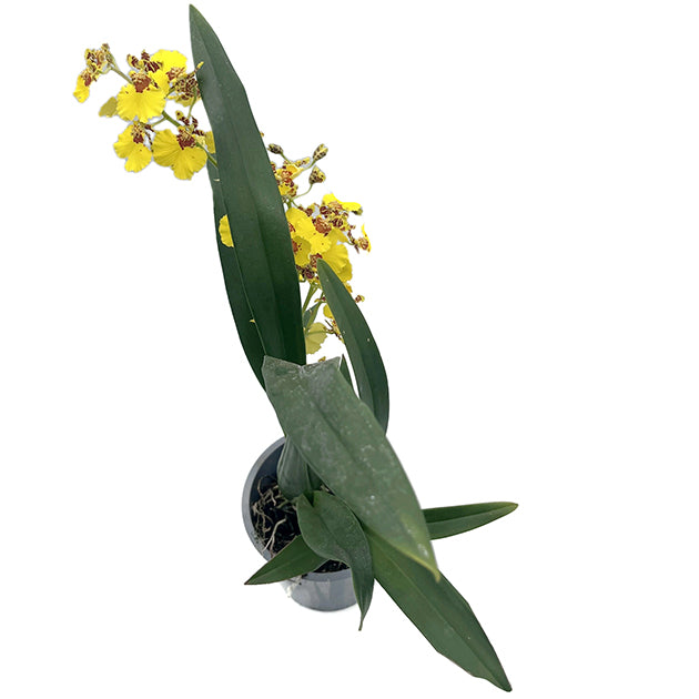 Oncidium &