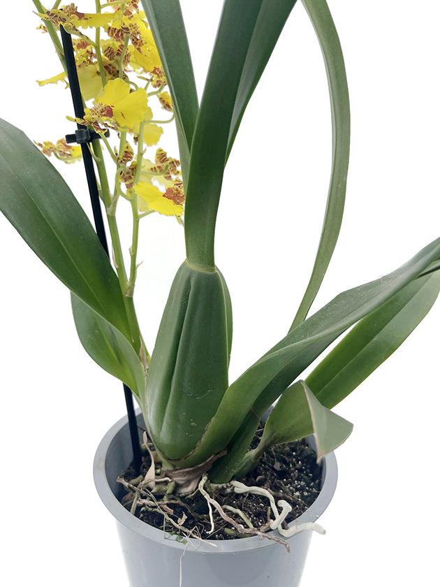 Oncidium &