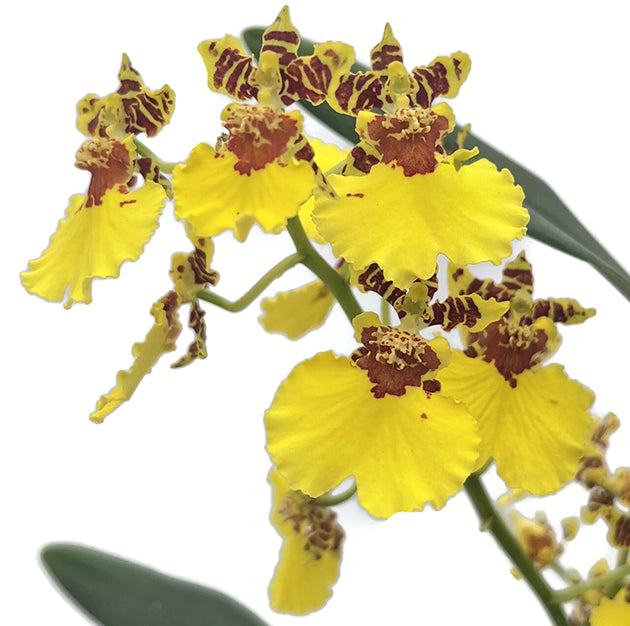 Oncidium &