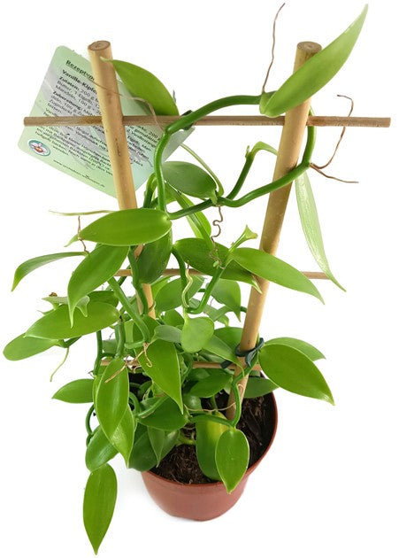 Vanilla planifolia - echte Vanilla Orchidee