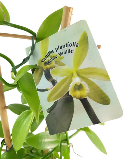 Vanilla planifolia - echte Vanilla Orchidee