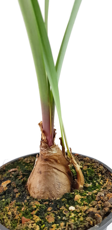 Ornithogalum caudatum – die schwangere Zwiebel