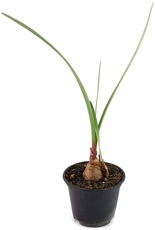 Ornithogalum caudatum – die schwangere Zwiebel