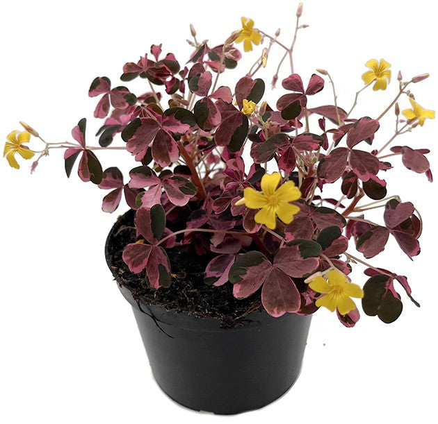 Oxalis vulcanicola &quot;Pink&quot; - Pinky Klee