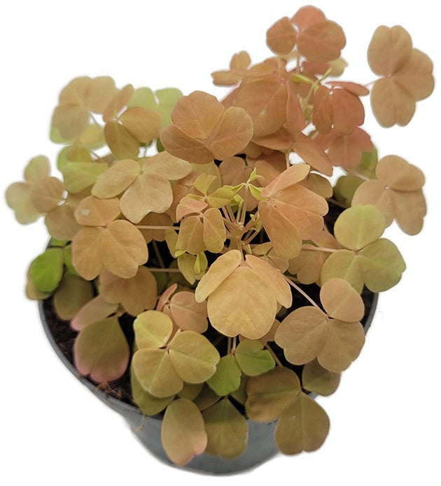 Oxalis vulcanicola &quot;Sunset Velvet&quot; - gelb, oranger Klee