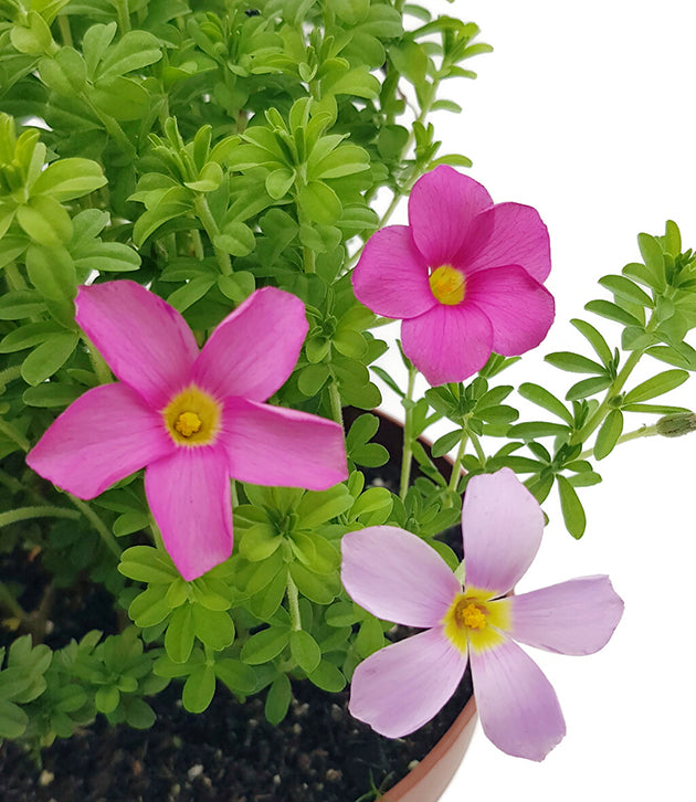 Oxalis hirta &