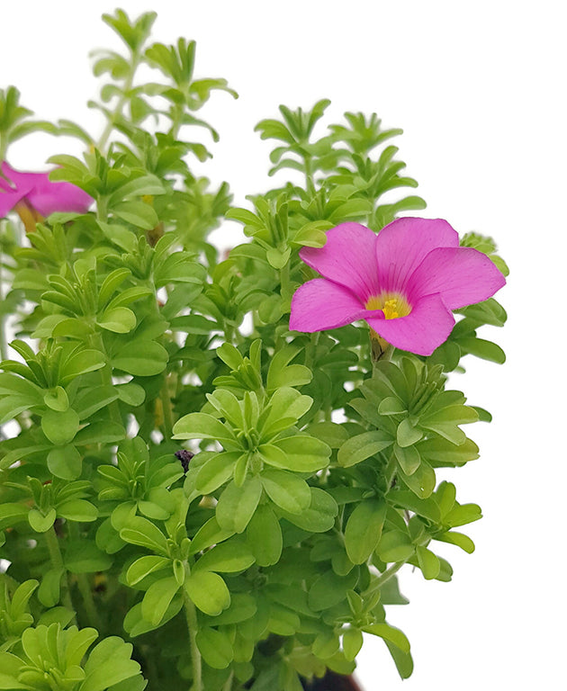 Oxalis hirta &