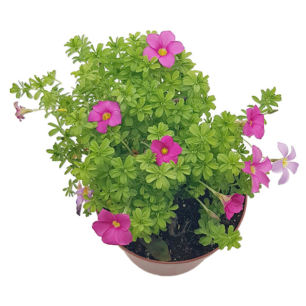 Oxalis hirta &