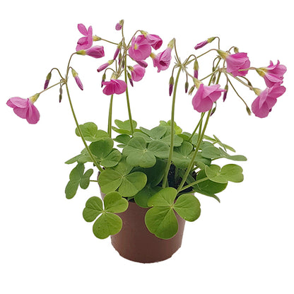 Oxalis bowiei &quot;Amarantha&quot; - Sauerklee