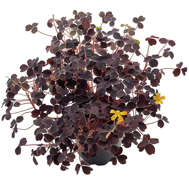 Oxalis vulcanicola - wundervoller roter Klee