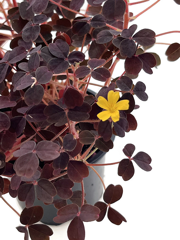 Oxalis vulcanicola - wundervoller roter Klee