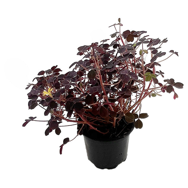 Oxalis vulcanicola - wundervoller roter Klee