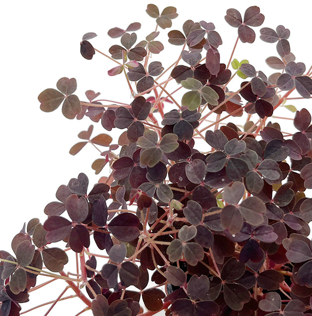 Oxalis vulcanicola - wundervoller roter Klee