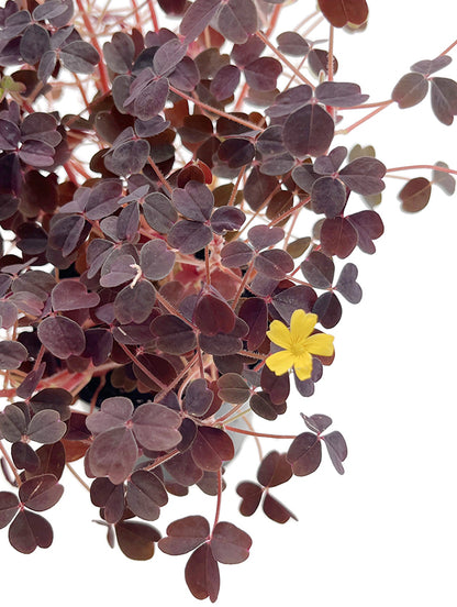 Oxalis vulcanicola - wundervoller roter Klee