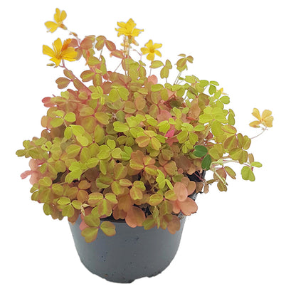 Oxalis vulcanicola &quot;Sunset Velvet&quot; - gelb, oranger Klee