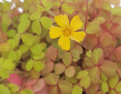 Oxalis vulcanicola &quot;Sunset Velvet&quot; - gelb, oranger Klee