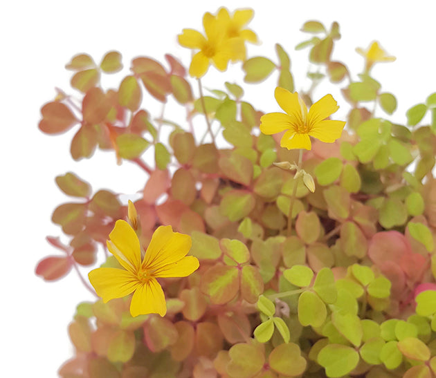 Oxalis vulcanicola &quot;Sunset Velvet&quot; - gelb, oranger Klee