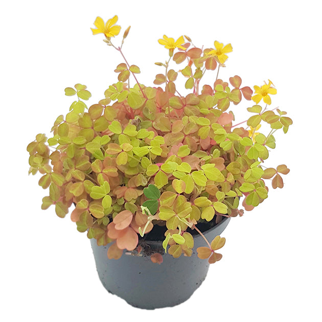 Oxalis vulcanicola &quot;Sunset Velvet&quot; - gelb, oranger Klee