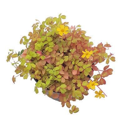 Oxalis vulcanicola &quot;Sunset Velvet&quot; - gelb, oranger Klee